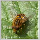 Parahelophilus frutetorum oder versicolor - Teichrandschwebfliege w01.jpg